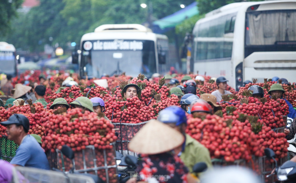 Ghi nhận của PV báo Tiền Phong: Tại điểm thu mua vải (xã Biển Động, huyện Lục Ngạn, Bắc Giang), ngay từ tờ mờ sáng, đoàn dài hàng trăm xe nối đuôi nhau nhộn nhịp chở vải đi cân bán.