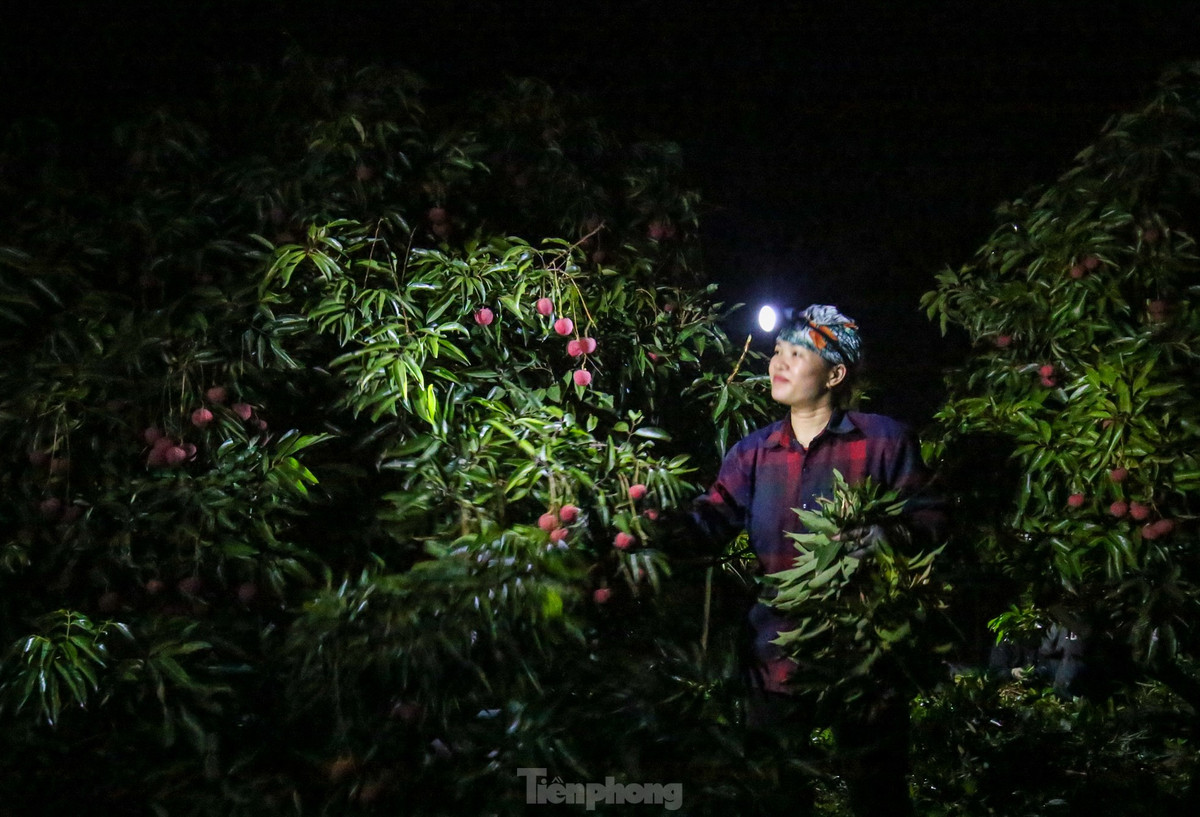 Những ngày này tại huyện Lục Ngạn (Bắc Giang), người dân lại nhộn nhịp "trắng đêm" soi đèn thu hoạch vải.