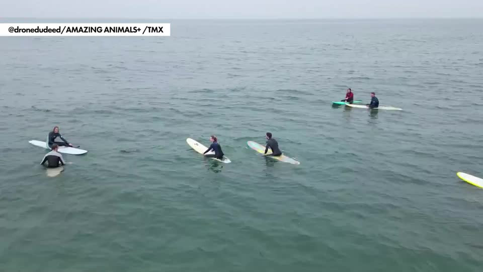 Hai cau con lai gan nguoi luot song, chuyen gia khuyen cao