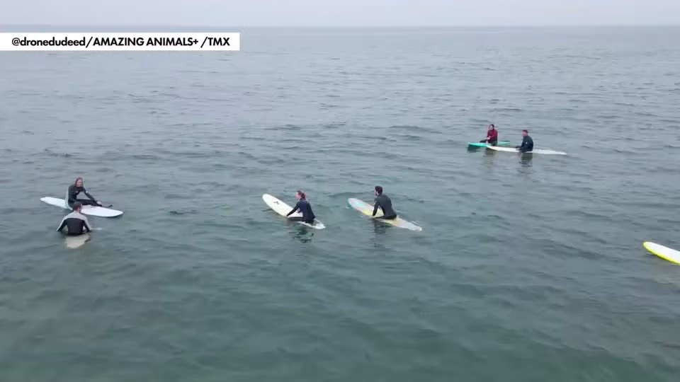 Hai cau con lai gan nguoi luot song, chuyen gia khuyen cao