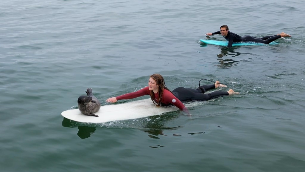 Hải cẩu con lại gần người lướt sóng, chuyên gia khuyến cáo ảnh 2