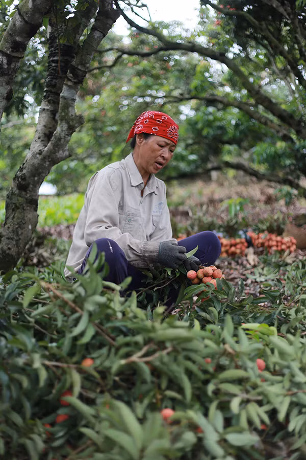 Cô An, một người dân trồng vải, cho biết dù có vất vả, giá cả lên xuống, có năm thu chỉ đủ bù chi nhưng người dân vẫn cố gắng giữ cây vải, giữ gìn phát triển giống quả vải đặc sản quê hương. Giờ đây, nhiều nhà đã không giữ cây vải nữa, lực lượng lao động trẻ có nhiều lựa chọn công việc hơn thay vì gắn với vườn vải như thế hệ trước.