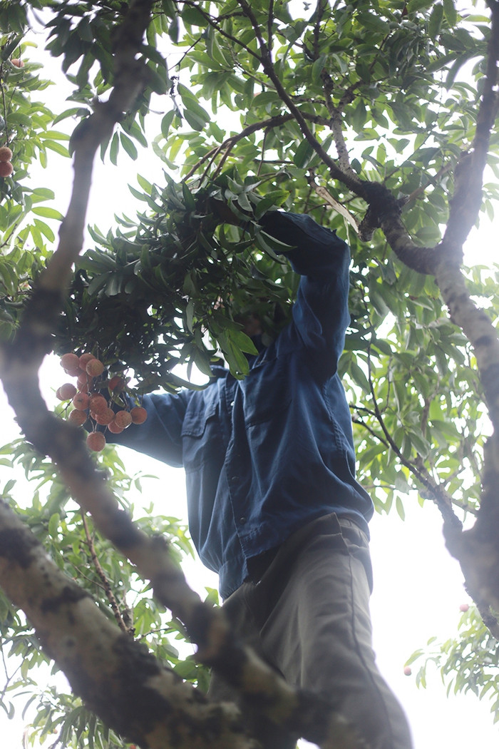 ây vải thiều tổ ở Thanh Hà có tuổi đời khoảng 200 năm. Nhiều cây trong các vườn của người dân có tuổi đời từ 30 đến 50 năm. Chăm sóc cây vải, thu hái vải khá vất vả khi quả vải vào mùa vụ đúng lúc nắng nóng, song những người nông dân trồng vải đều đã quen với việc này bao năm nay.