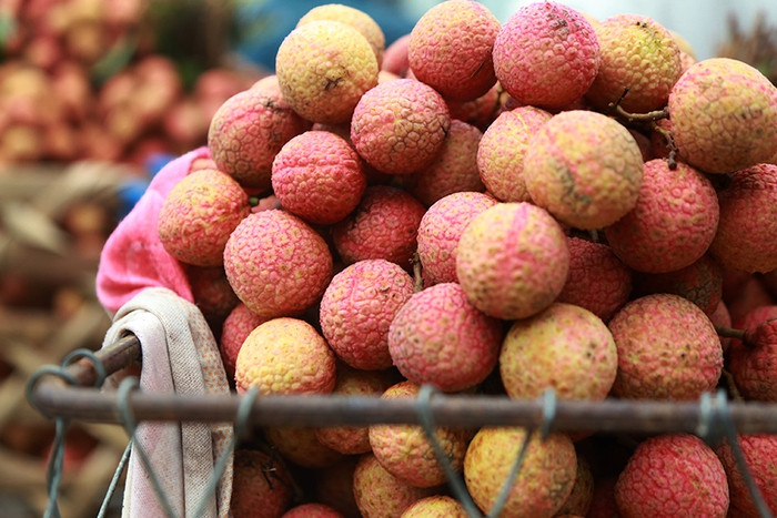 ##b###Vải thiều Thanh Hà là loại vải đặc sản nổi tiếng, có màu đỏ hồng rực rỡ rất đẹp. Vải dày cùi, thơm ngọt.