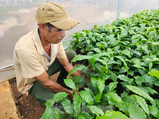 Gia ca phe tang vot, cay giong 