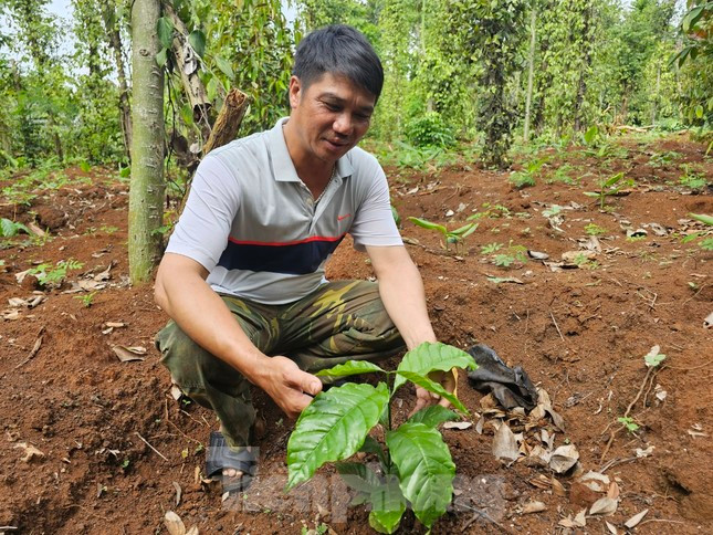 Gia ca phe tang vot, cay giong 