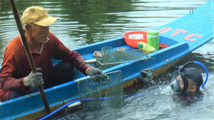 Người lặn chỉ cần có bao tay, cùng vợt để lặn xuống đáy sông gỡ con hai mảnh bám vào các nhánh cây rồi bỏ vào trong vợt đem lên.