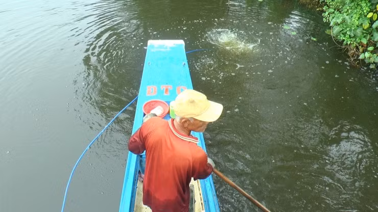 Trung bình mỗi ngày người lặn mò con hai mảnh phải trầm mình dưới nước hơn 6 giờ đồng hồ. Quãng đường lặn mò con hai mảnh có khi lên đến hàng chục km.