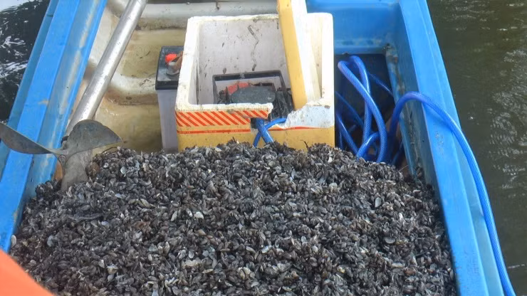 Trung bình hai người cùng đi mò con hai mảnh mỗi ngày sẽ kiếm được từ 600 nghìn đồng đến 1 triệu đồng. Trước đây, loài hải sản này không có giá trị kinh tế nên người dân không quan tâm. Tuy nhiên, vài năm trở lại đây, thương lái thu mua con hai mảnh nhiều và có giá ổn định nên nhiều người dân xem việc đi mò bắt con hai mảnh là nguồn thu nhập những lúc nông nhàn.