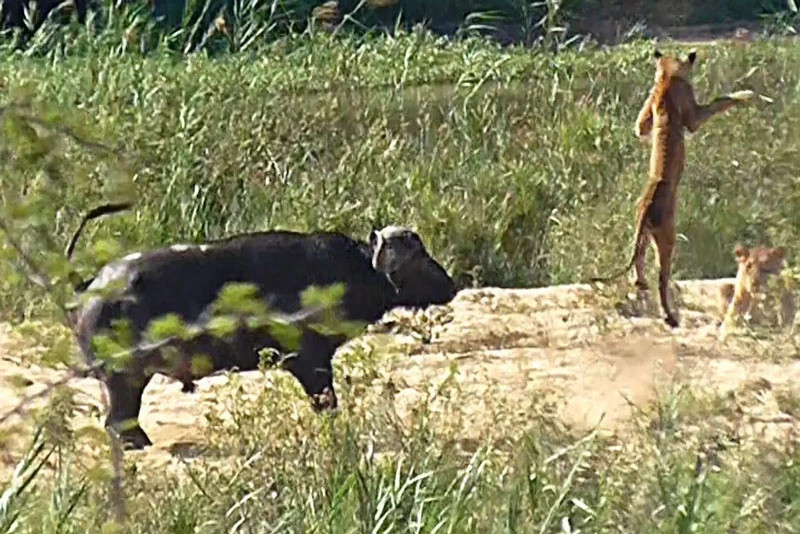 Mai choi dua voi ky da, su tu con bi trau rung huc bay len troi