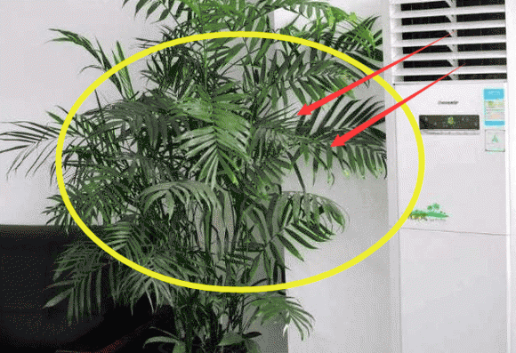 Muon song khoe, tang tuoi tho tranh de 4 thu nay duoi may dieu hoa-Hinh-4