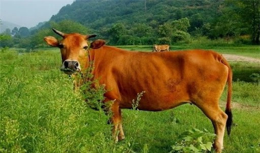 Vụ án duy nhất nào do Bao Công xét xử được chính sử ghi chép? - Hình 3 Vu an duy nhat nao do Bao Cong xet xu duoc chinh su ghi chep?-Hinh-3