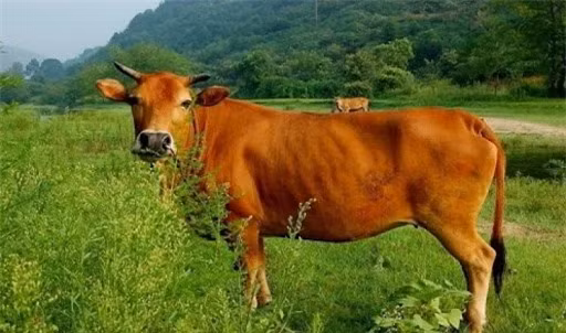 Vu an duy nhat nao do Bao Cong xet xu duoc chinh su ghi chep?-Hinh-3