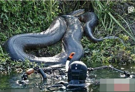 Bi an tran Titan co dai, loai ran lon nhat TG chua duoc giai ma-Hinh-2