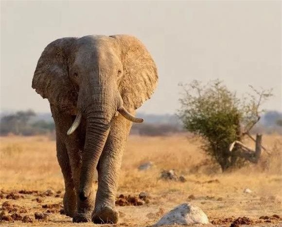 Dong vat cang 'to xac' cang an it, vat ly cung khong giai thich noi-Hinh-2