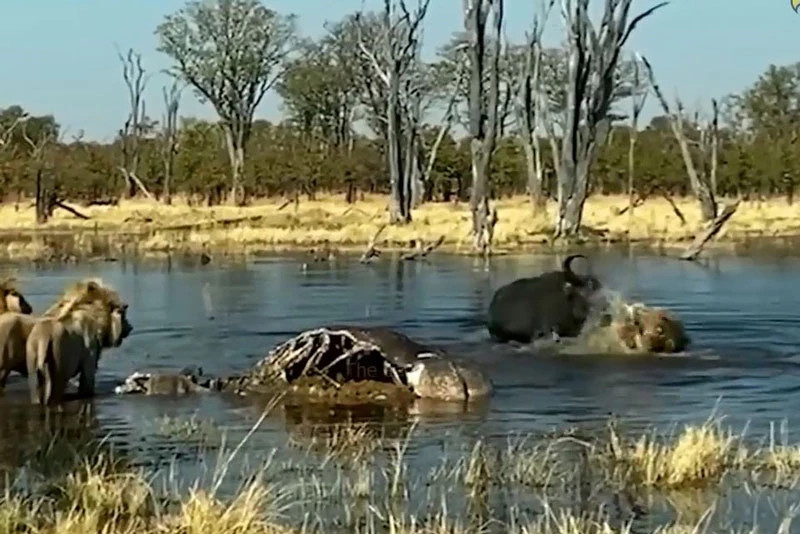 Video: Trau rung tung cu huc chi mang khien su tu dinh chan thuong nang