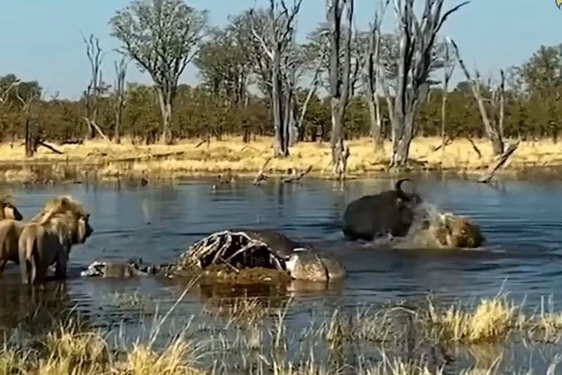 Video: Trau rung tung cu huc chi mang khien su tu dinh chan thuong nang