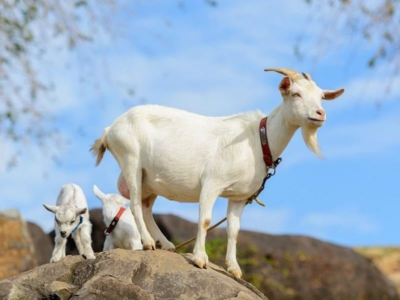 Tuần mới (16/10- 22/10/2023): 3 tuổi ăn lộc kép, 1 tuổi lao đao hao tiền - Hình 8 Tuan moi (16/10- 22/10/2023): 3 tuoi an loc kep, 1 tuoi lao dao hao tien-Hinh-8