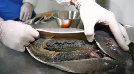 Việc mổ cá sẽ được thực hiện vô cùng khéo léo để không làm rách dập buồng trứng trong bụng con cá.