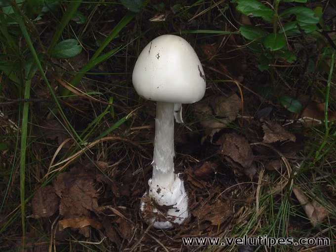 Phiến nấm: Màu trắng. Cuống nấm: Màu trắng, có vòng dạng màng ở đoạn trên gần sát với mũ. Chân cuống phình dạng củ và có bao gốc hình đài hoa. Thịt nấm: Mềm, màu trắng, mùi khó chịu. Độc tố chính: các amanitin (amatoxin), có độc tính cao