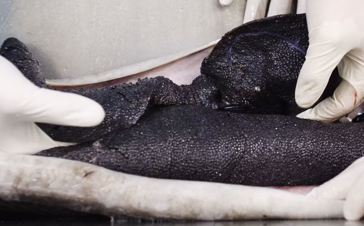 Công đoạn này cần phải thực hiện kỹ càng để không làm sót bất kỳ nang trứng đắt đỏ nào trong bụng cá.