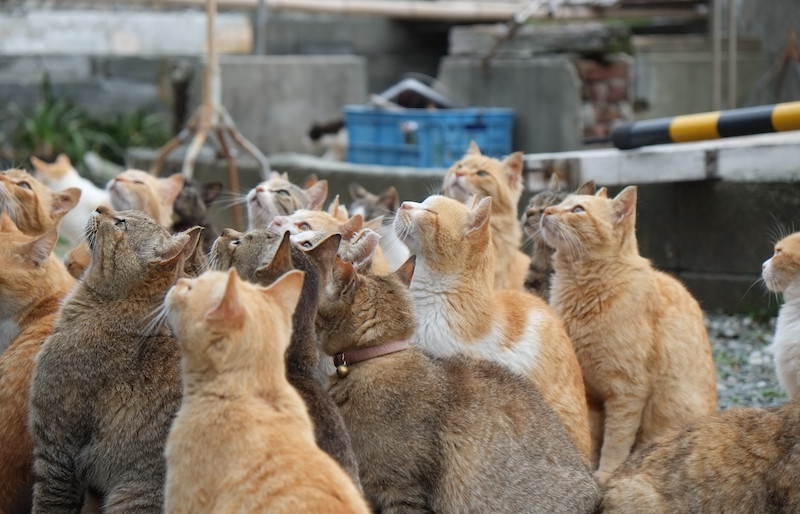 Không còn nguồn thức ăn thì làm sao để nuôi những con mèo này đã trở thành một vấn đề mới. Khi mọi người còn lúng túng, lũ mèo đã tự mình học được một kỹ năng mới – bắt cá để lấp đầy dạ dày.