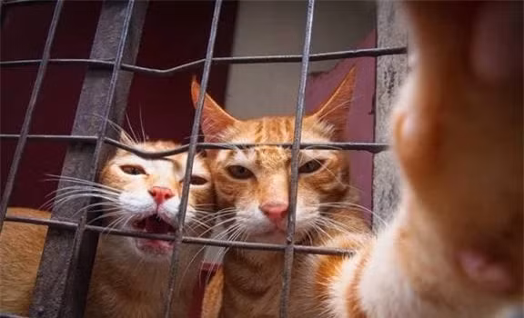  Rồi không biết bạn có để ý thấy hình như người ta nuôi mèo nhiều hơn nuôi chó không, so với sự đeo bám của loài chó thì tính tự lập của mèo dường như được nhiều người ưa chuộng hơn, đặc biệt là trong những năm gần đây việc nuôi mèo đã lây lan như một loại vi-rút cho toàn xã hội.