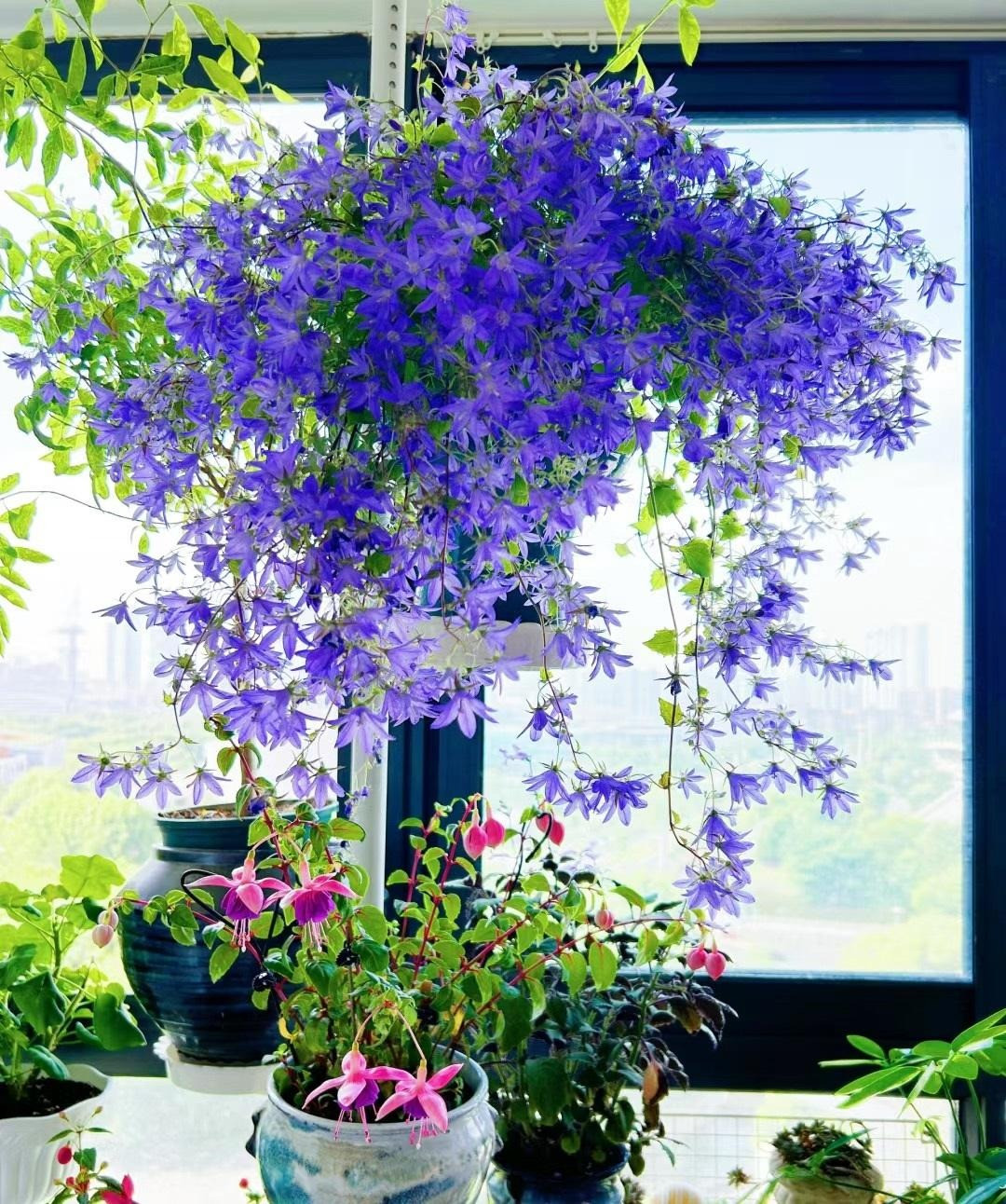  Cây cảnh này rất thấp, chỉ cao 10-15 cm. Lá hình bầu dục thường xanh ngọc nhưng cũng có lúc màu xanh nõn chuối ngả vàng rất nổi bật. Ngay cả khi nó không có hoa, màu lá cũng rất xinh đẹp và bắt mắt. 