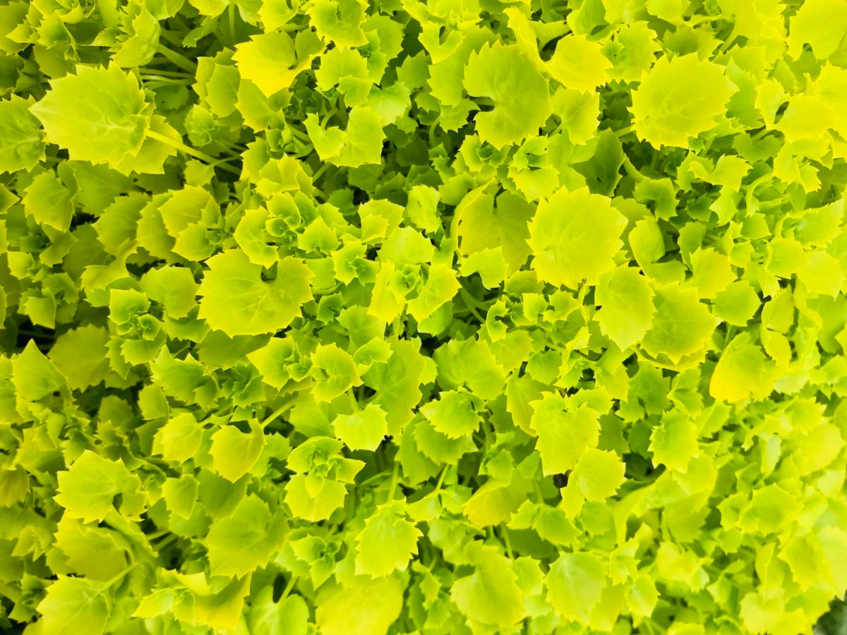 br/> Hoa chuông treo là một loại cây thân thảo sống lâu năm, có sức sống rất mạnh, chịu nóng và chịu lạnh, dễ chăm sóc hàng ngày, dễ chăm sóc. Chỉ cần bạn nắm vững các phương pháp thì việc duy trì tốt nó không khó. 