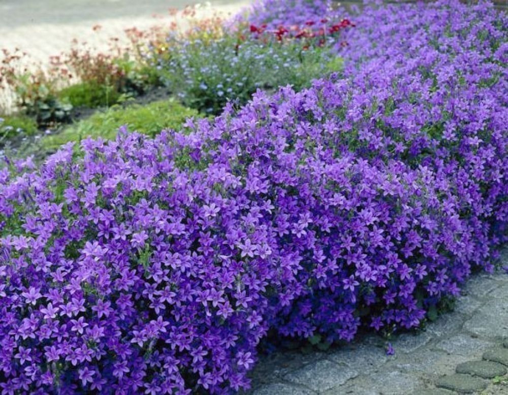  Cây mọc thành chùm và xòe ra khi cuống hoa mọc vào tháng 4, tháng 5, nhánh hoa sẽ từ từ rủ xuống như thác nước. Chiều dài của các nhánh hoa có thể đạt tới khoảng 30 cm, nở đầy những bông hoa nhỏ có màu từ xanh biếc, xanh lam đến tím nhạt.