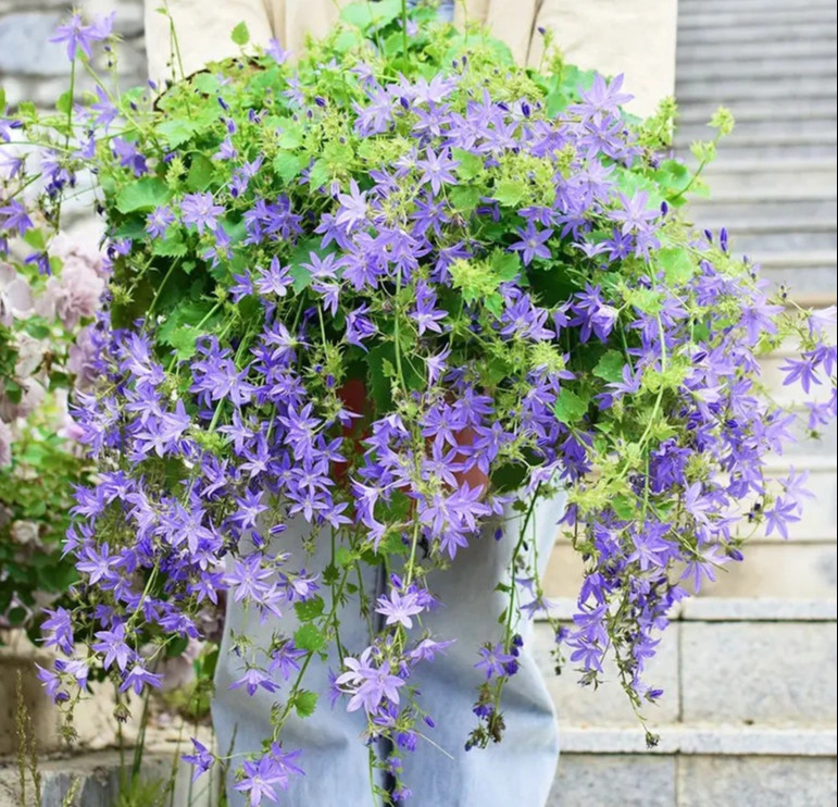 Thời gian ra hoa của cây cảnh này tương đối dài, một bông hoa có thể nở khoảng một tháng. Khi hoa nở và tàn có thể cắt tỉa một lần để hoa tiếp tục phát triển. 