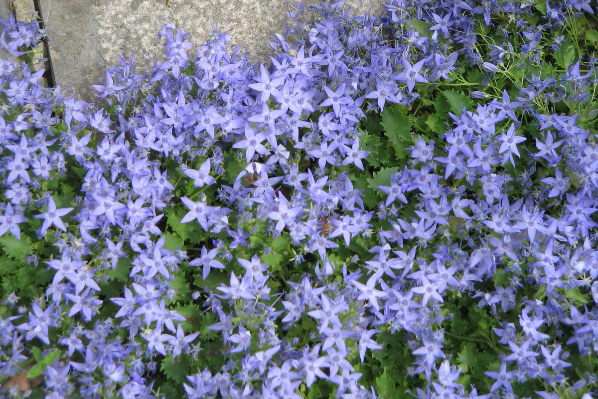 Thời kỳ ra hoa của hoa chuông treo là từ tháng 4 đến tháng 5, đang trong giai đoạn sinh trưởng sinh dưỡng từ mùa thu đến mùa đông đến đầu mùa xuân nên sử dụng phân bón thông dụng để bón phân cho cây cảnh. 