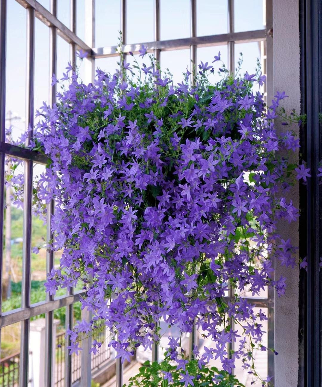  Một đợt hoa có thể nở trong một hoặc hai tháng. Như vậy, cây cảnh này sẽ nở xen kẽ vào mùa hè và mùa thu. Những bông hoa nở với số lượng nhiều, dày đặc, dễ dàng biến góc ban công nhà bạn thành một biển hoa xanh tím lộng lẫy, xinh đẹp. 