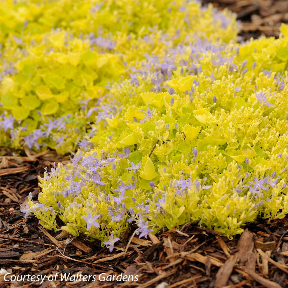 Không chỉ là cây treo, nó có thể tạo thành những tấm thảm đủ dày đặc để đẩy lùi cỏ dại ở vườn. Cây cảnh có thể dùng làm hoa phủ mặt đất, xung quanh các bức tường hoặc đường viền ở các vườn hoa. Cây cảnh này thu hút được sự chú ý của nhiều người với vẻ tươi tắn, trang nhã và khả năng ra hoa nhiều của mình.