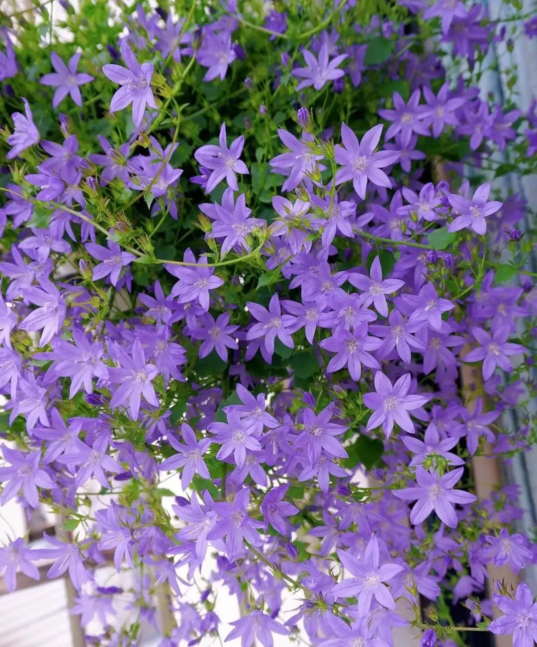  Hoa chuông ưa môi trường bán râm, yêu cầu nhận nắng khoảng 4 giờ nắng mỗi ngày. Đối với ban công trong nhà có thể đặt ở ban công hướng Nam, ban công hướng Đông, dưới mái hiên có ánh sáng tán xạ,… Nếu đặt cây cảnh này trong nhà cần chọn nơi có nhiều ánh sáng như ban công, bậu cửa sổ. 