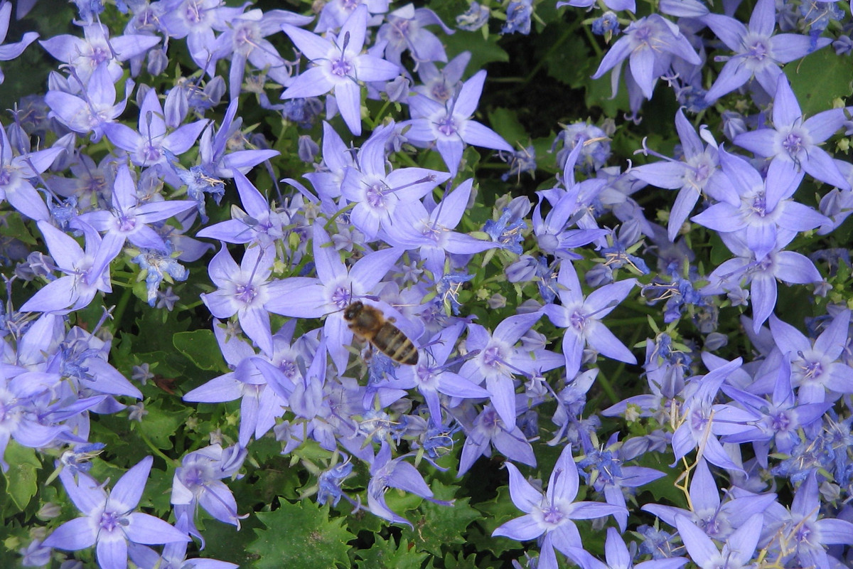 Hoa chuông có khả năng chịu lạnh tương đối. Dữ liệu cho thấy nó có thể chịu được -10 độ C. Cây cảnh này có thể nở hoa đẹp hơn khi chúng gặp nhiệt độ thấp vào mùa đông, vì vậy đừng cách nhiệt quá mức cho chúng vào mùa đông. 