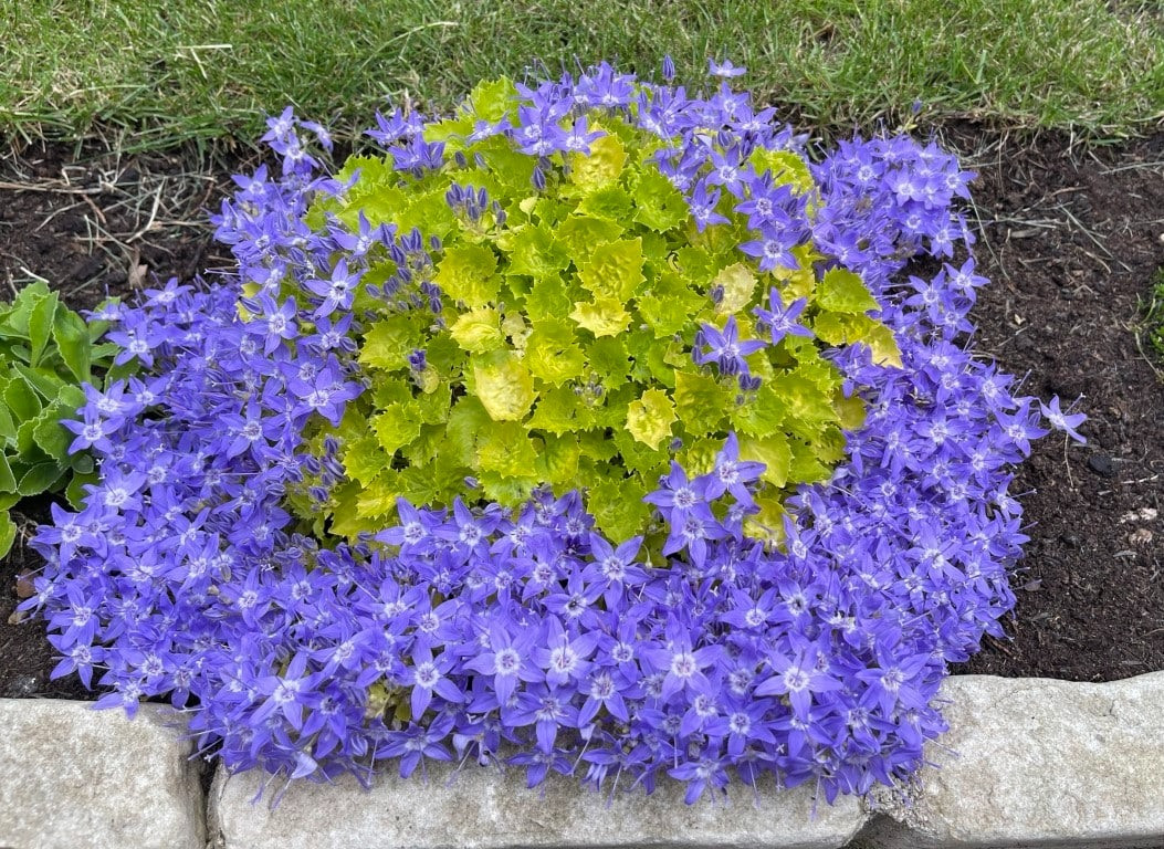 Với màu sắc tươi tắn, dáng vẻ yểu điệu, thướt tha, cây cảnh hoa chuông mang lại cảm giác cao cấp và đầy tính nghệ thuật, có thể nâng cao phong cách của môi trường xung quanh.