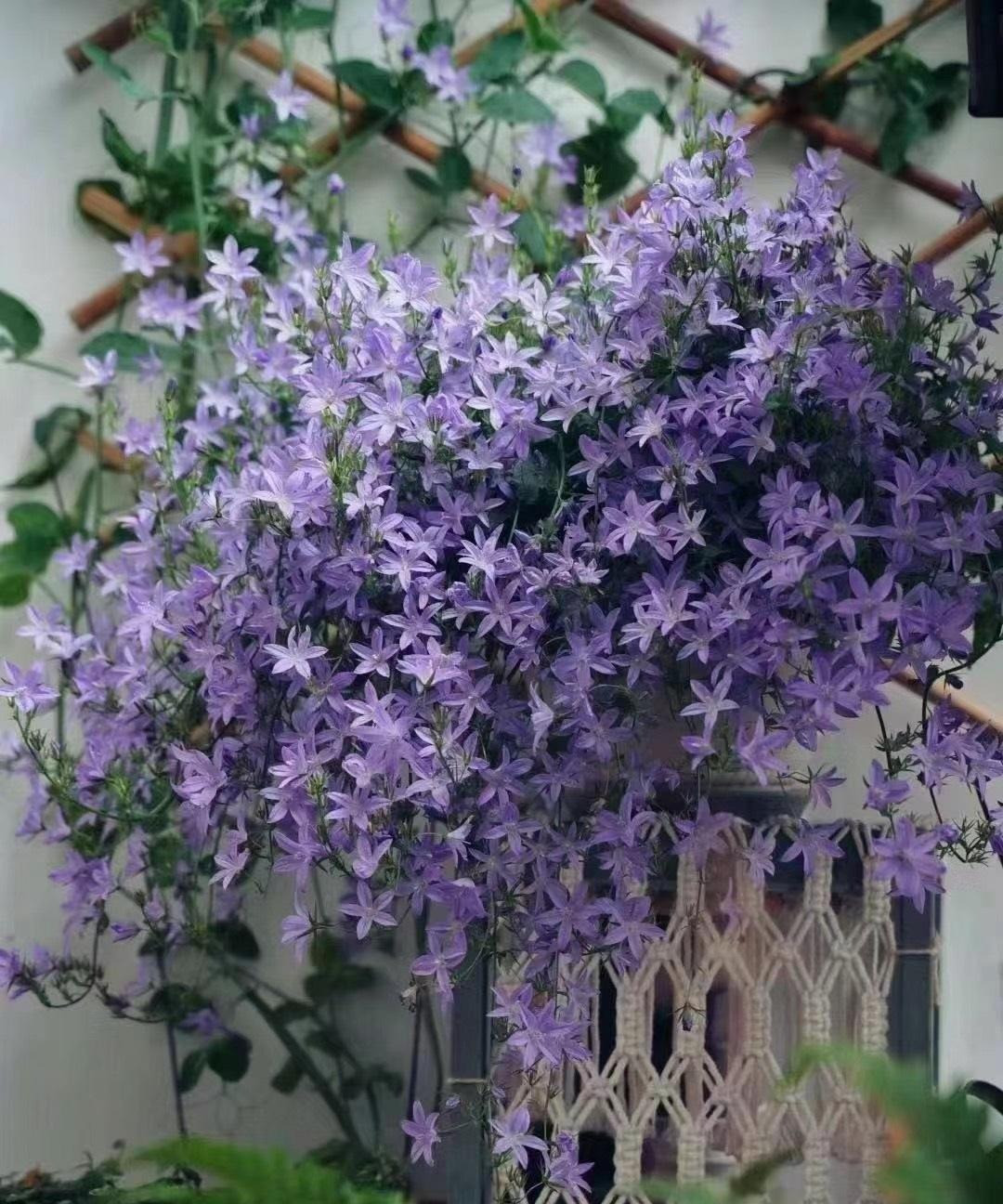 Ở những nơi mưa nhiều tốt nhất không nên phơi nắng ngay sau mưa tránh cây bị "nấu chín". Đồng thời tránh để cây cảnh bị đọng nước trong đất chậu dễ gây thối rễ.