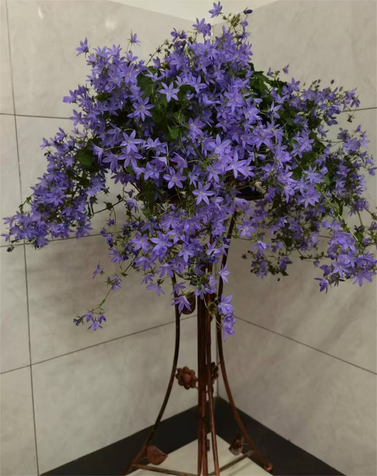 Có thể nhận thấy, khi bông hoa này còn chúm chím trong giống chiếc chuông nhưng khi xòe nở lại giống hoa sao với 5 cánh xanh đều tăm tắp và xinh đẹp. Những chùm hoa ngôi sao nhẹ nhàng, mỏng mảnh, đung đưa theo gió. Nhìn chúng giống như nhóm yêu tinh xanh biếc đang bơi giữa những chiếc lá. 