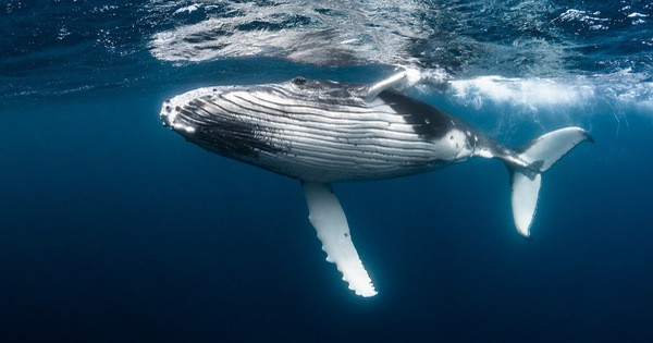 Tuy nhiên, điều quan trọng cần lưu ý là cá voi và tàu ngầm hạt nhân được thiết kế cho những mục đích khác nhau. Cá voi cần có khả năng lặn sâu để tìm kiếm thức ăn và tránh kẻ thù, trong khi tàu ngầm hạt nhân được thiết kế để hoạt động trong môi trường quân sự.