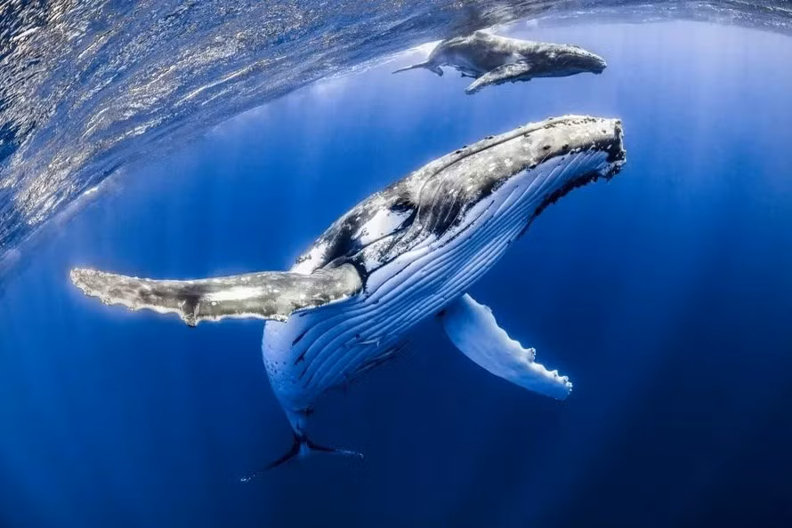  Khi cá voi tiếp tục lặn, mật độ và áp suất của nước sẽ tiếp tục tăng lên, xương của nó có thể thay đổi thể tích một cách tự do để cá voi có thể bơi tự do và giữ thăng bằng trong nước.