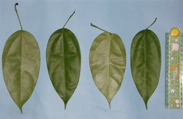 Con đười ươi nhai lá thuốc đắp lên vết thương để tự chữa lành ảnh 2