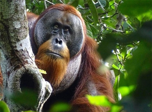 Con đười ươi nhai lá thuốc đắp lên vết thương để tự chữa lành ảnh 3