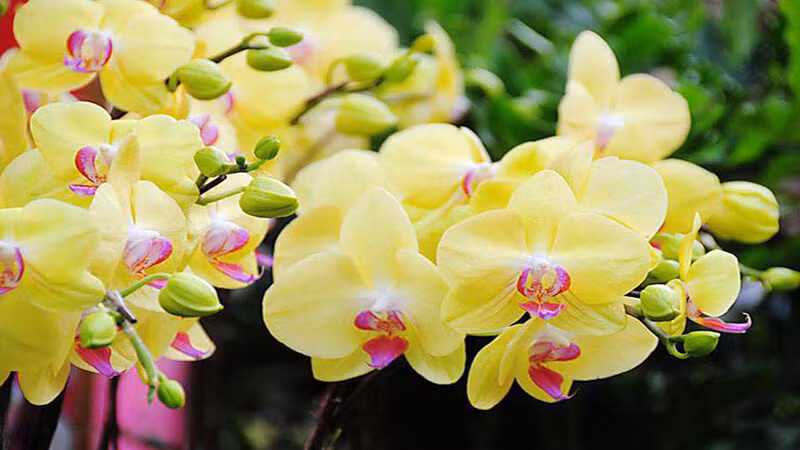  3. Người xưa nói: Hoa lan thu hút điềm lành và tài lộc: Hoa lan cũng là loài hoa có vị trí rất quan trọng trong văn hóa truyền thống. Người xưa thích trồng hoa lan, treo tranh hoa lan, chơi lan...