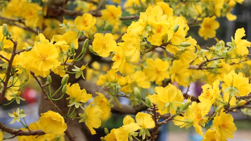  4. Người xưa nói: Hoa mai mang tới ngũ phúc: Hoa mai cũng là loài hoa trong "tứ quý". Nó tượng trưng cho sự kiêu hãnh, tuổi trẻ và mùa xuân. Hoa mai có khả năng sinh sống và phát triển trong thời tiết khắc nghiệt.