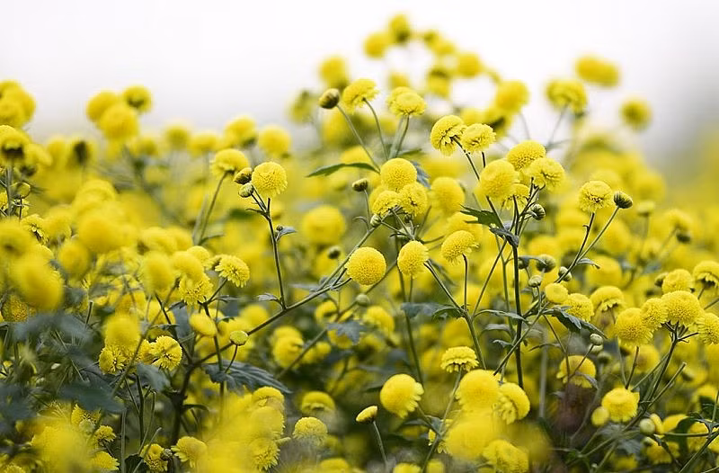 1. Người xưa nói: Hoa cúc đón chào may mắn: Hoa cúc là loài hoa khá dân dã, rẻ tiền, phổ biến trong đời sống của chúng ta nhưng được người xưa cho là "tứ quý của các loài hoa", bên cạnh với lan, trúc, mai.