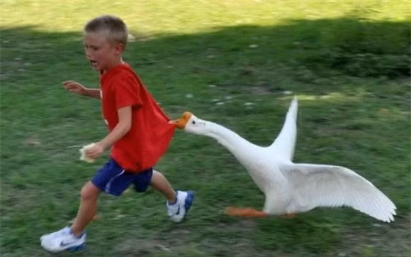 Ngong tan cong nguoi, ran bo chay khi thay ngong, vi sao?