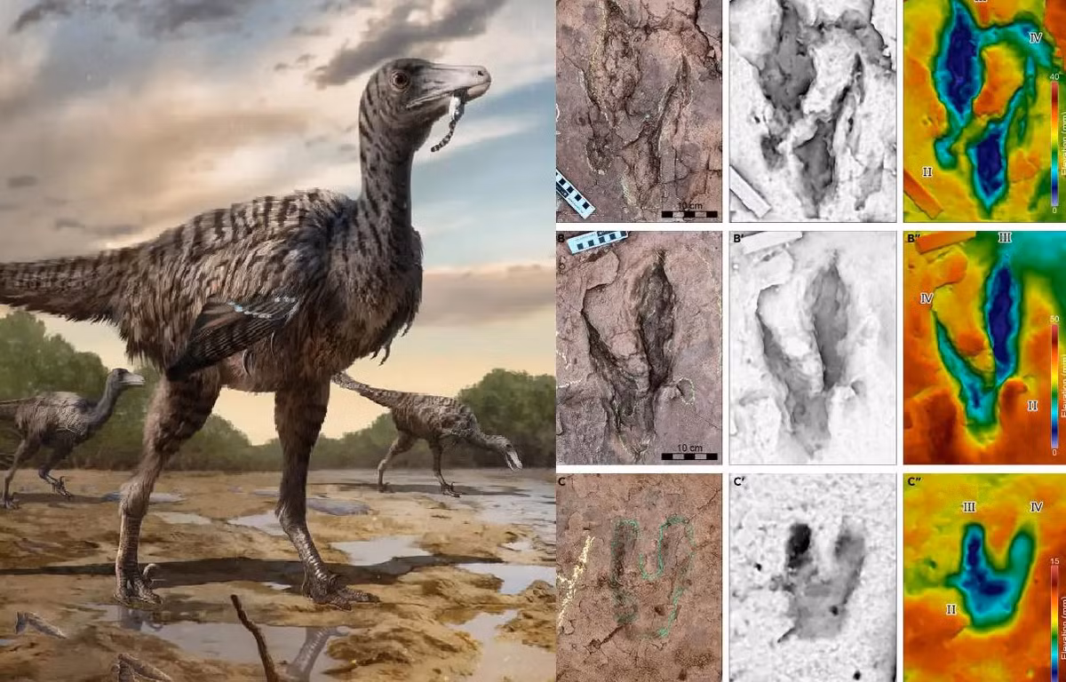 Phat hien kinh hoang loai dieu long cao 5m o Trung Quoc