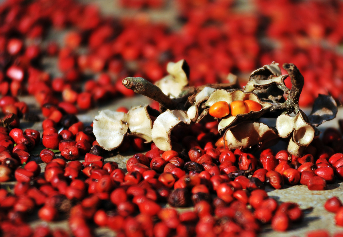 ##bc### Các cộng đồng ở Tây Bắc từ lâu đã đi rừng nhặt hạt dổi mà họ dùng để làm muối chấm hoặc nấu các món ăn truyền thống đặc sắc với hương vị thơm nồng, hơi cay. Hạt dổi tươi có màu đỏ rực rỡ, nhưng khi được phơi nắng chúng chuyển thành màu đen bóng hoặc màu của cánh gián.