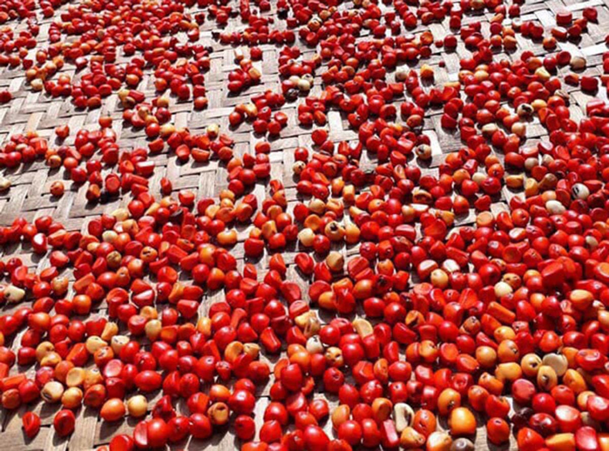 Với những người lần đầu sử dụng hạt dổi thì có lẽ chưa biết chế biến loại hạt này ra sao. Người ta thường nướng hạt dổi trên bếp than đến khi mùi thơm lừng tỏa ra, sau đó đem đi giã nhuyễn, trộn cùng muối trắng rang thơm. Tùy khẩu vị mà thêm ớt hiểm và chanh tươi, thế là đã có một đĩa muối chấm thơm ngon lạ miệng.